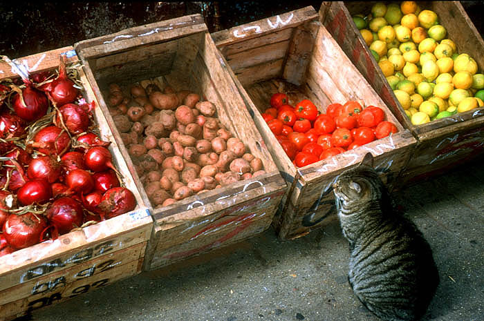 Fruit stall, Tangier