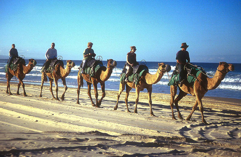 Camel rides, Noosa North Shore