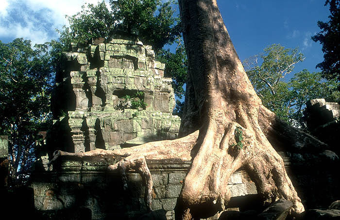 SIEM REAP Ta Prohm temple, Angkor Wat