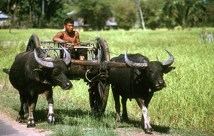 SIEM REAP Oxcart in rural Cambodia