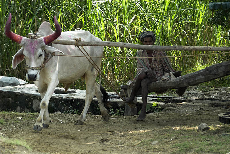 Farm scene, rural Rajasthan