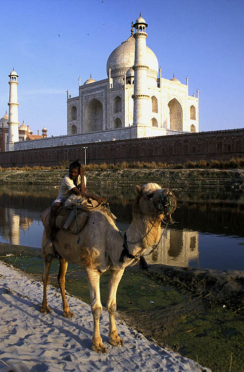 Camel rider behind the Taj Mahal