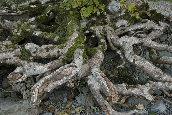 Tree roots at Derwent Water