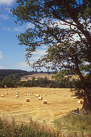 Summertime fields near Hadrians Wall