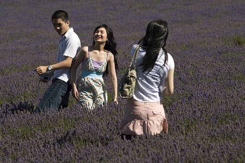 Bridestowe Estate Lavender Farm, NE Tas.