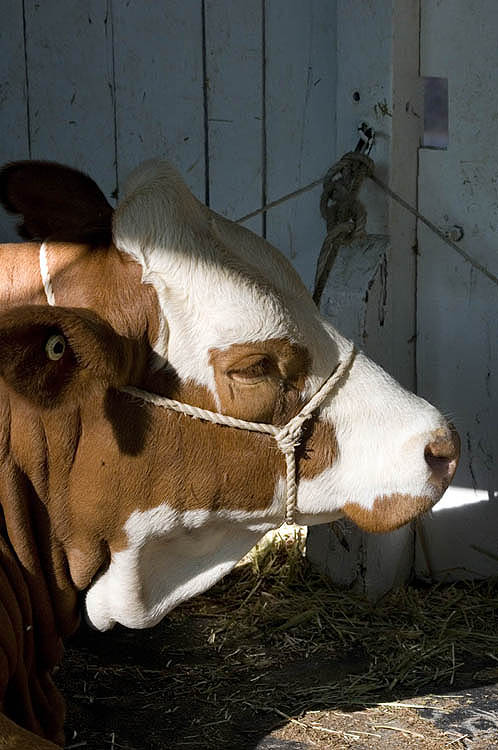 Simmental cattle