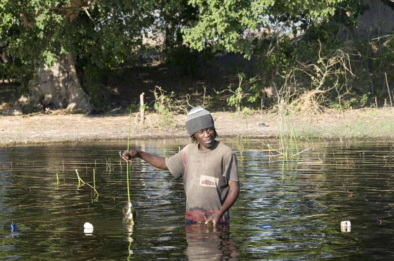 A catch of bream, Okavango Delta