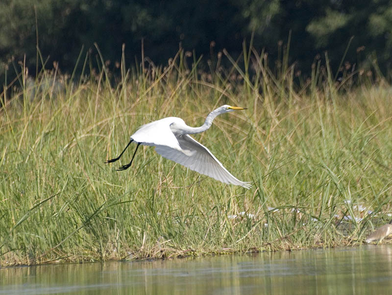 Little egret in flight,Okavango
