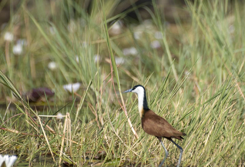 African jacana