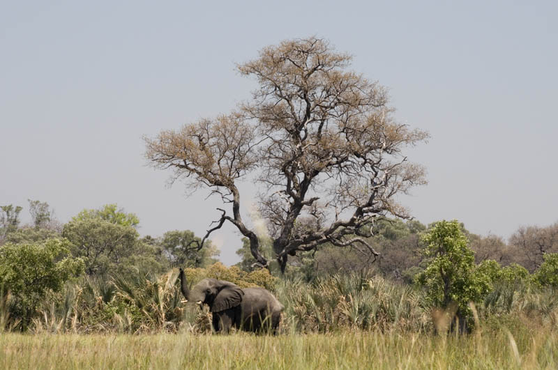 Elephant browsing beside the Okavango