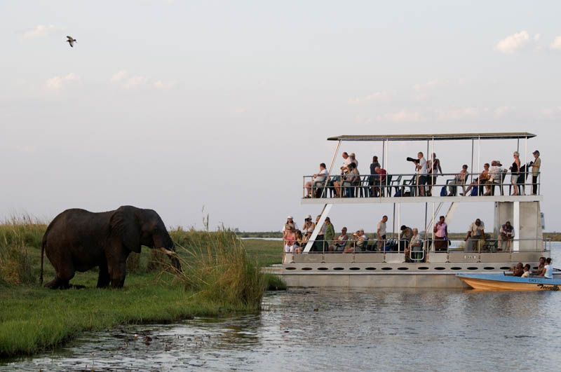 Elephant viewing, Chobe