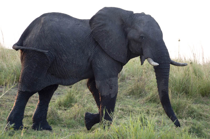 Elephant, Chobe National Park