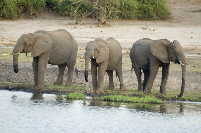 Young bull elephants, cast out by the herd