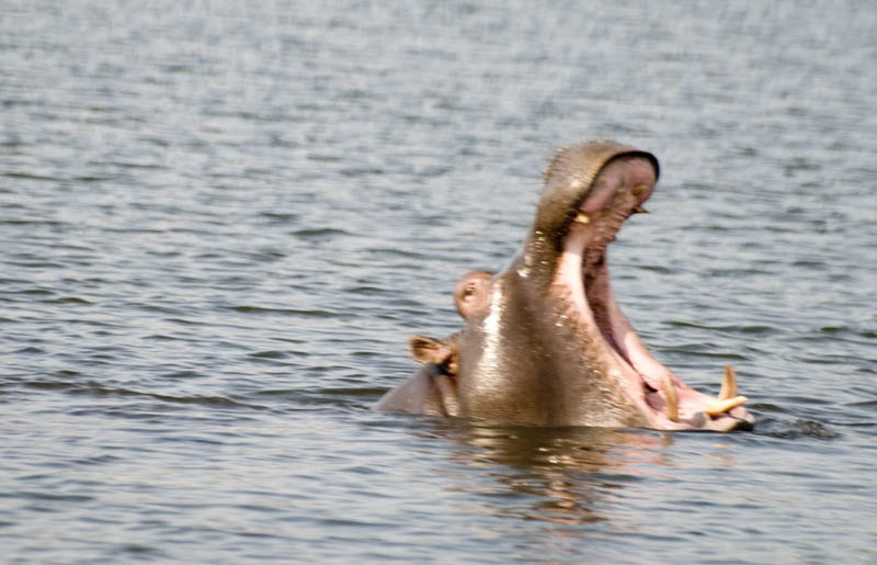 Yawning hippo, Chobe NP