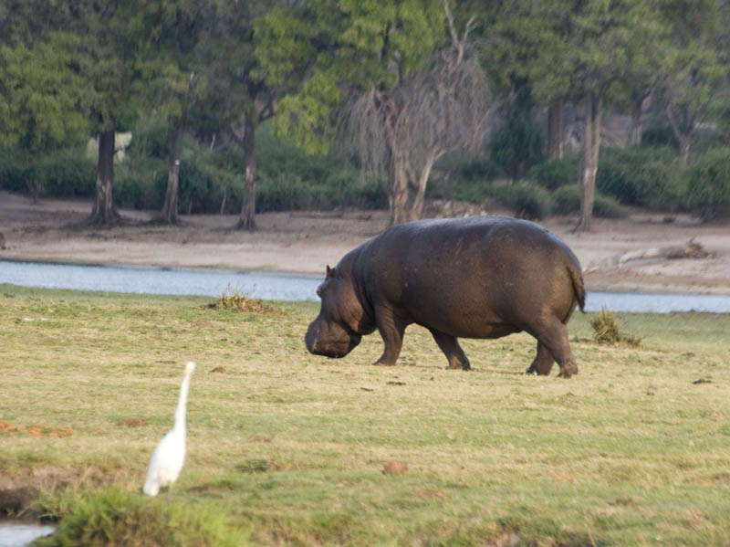 Hippopotamus, Chobe