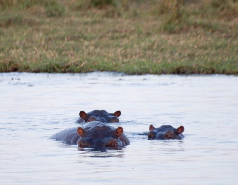 Submerged hippos, Chobe River