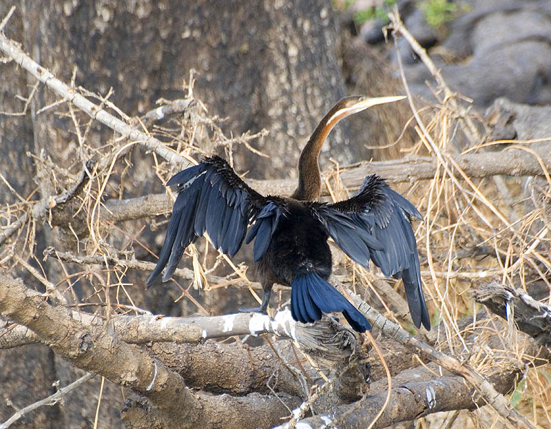 African darter