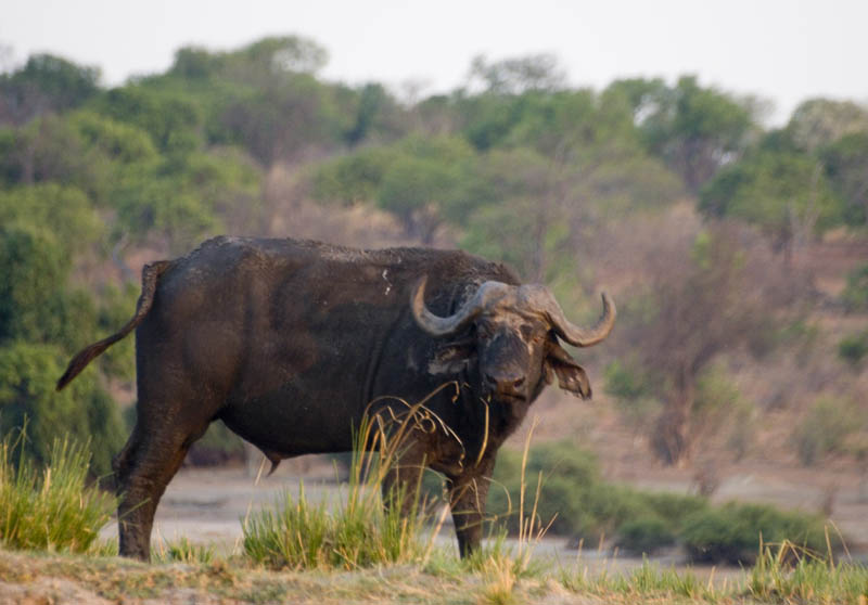 Water buffalo, Chobe NP