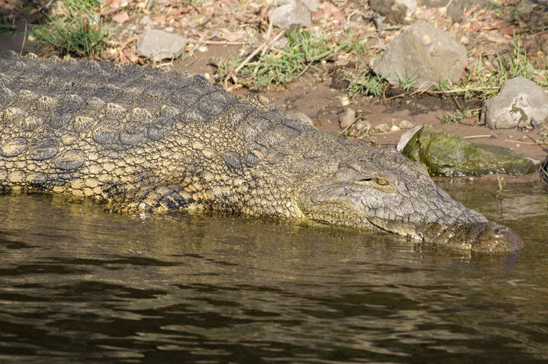 Crocodile, Chobe NP