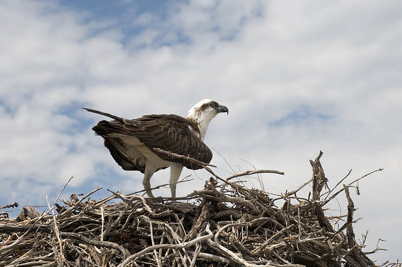 An osprey nesting near City of York Bay