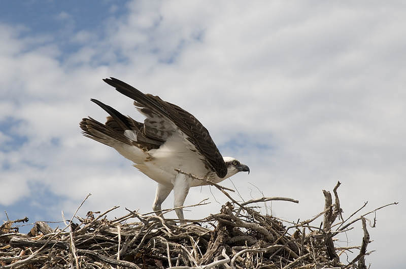 Nesting osprey