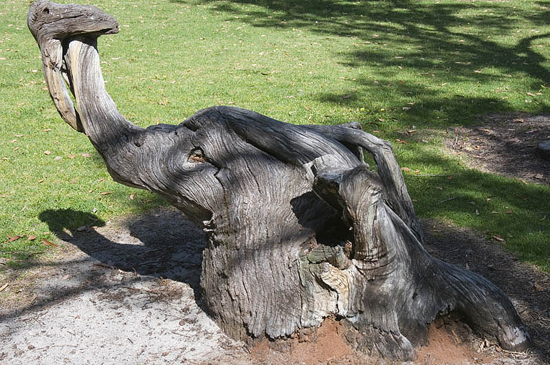 An unlikely elephant trunk, Daglish