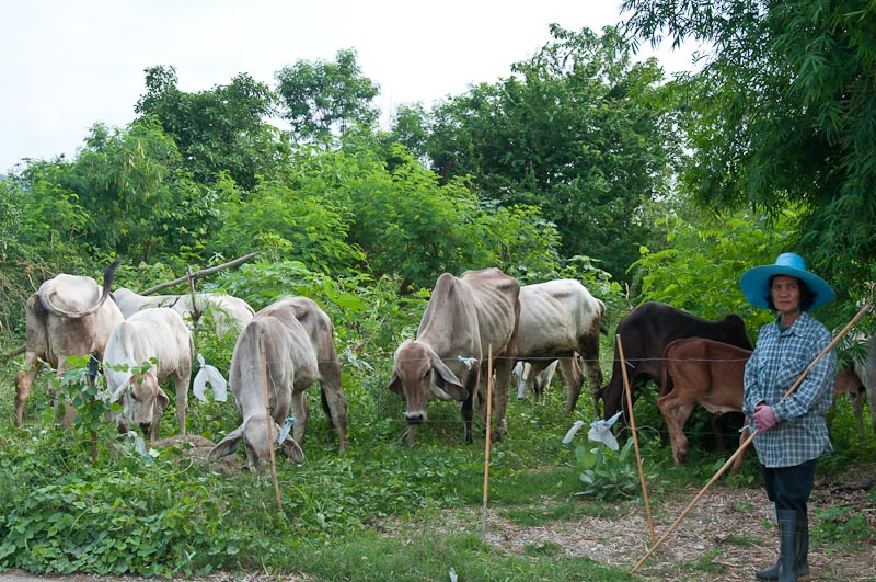 Cattle grazing near Kanchanaburi