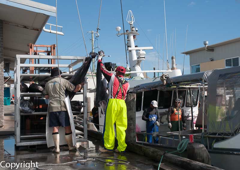 Offloading tuna catch at The Spit, Mooloolaba