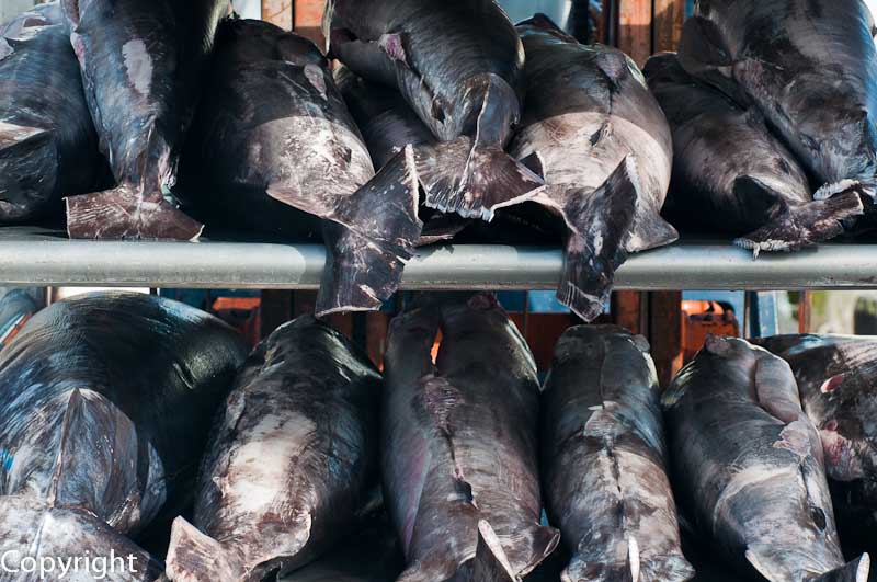 Tuna carcasses loaded onto a trolley