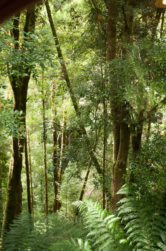 Ferns and forests