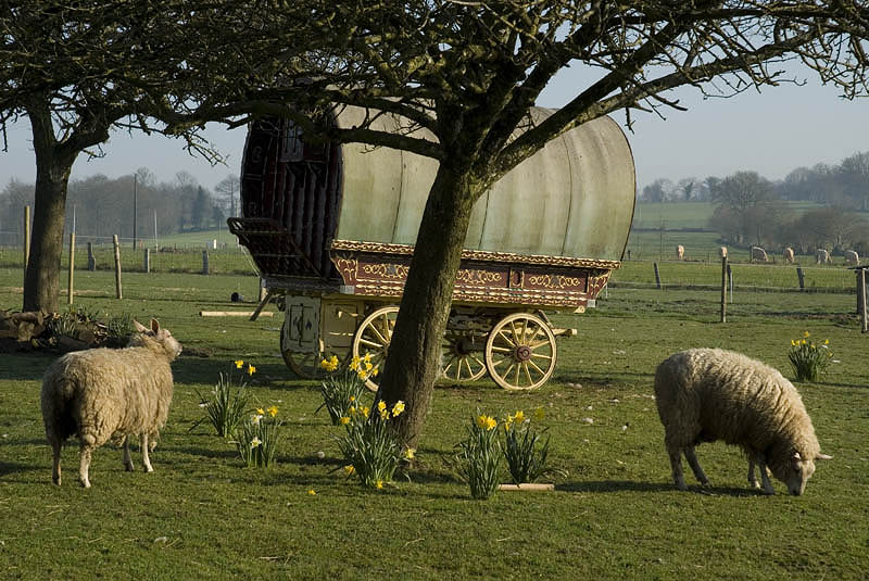 A gypsy wagon parked in the paddock behind our cottage