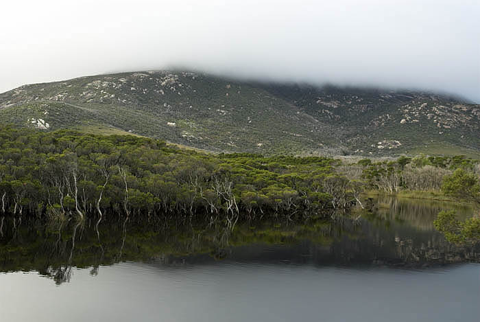 Foggy morning, Tidal River