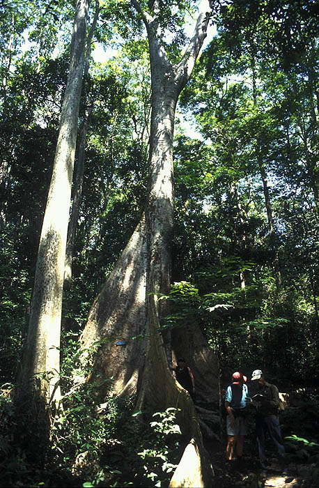 Hiking through rainforest, Cuc Phuong NP