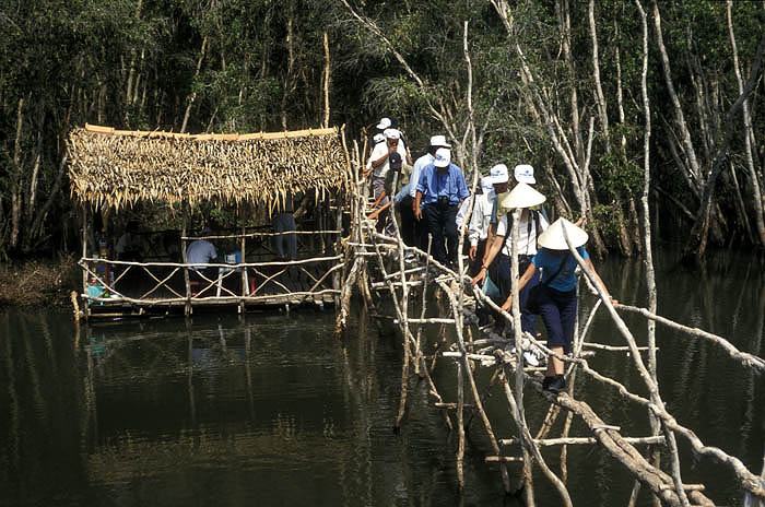 Walkways in Tra Su Forest Reserve