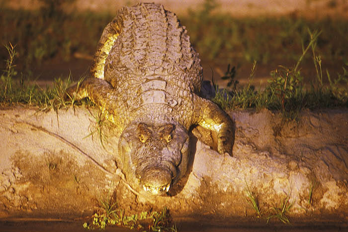Crocodile entering the Rufiji at dusk