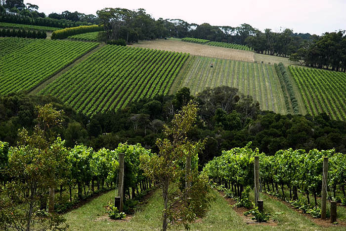 Tucks Ridge Winery, Red Hill