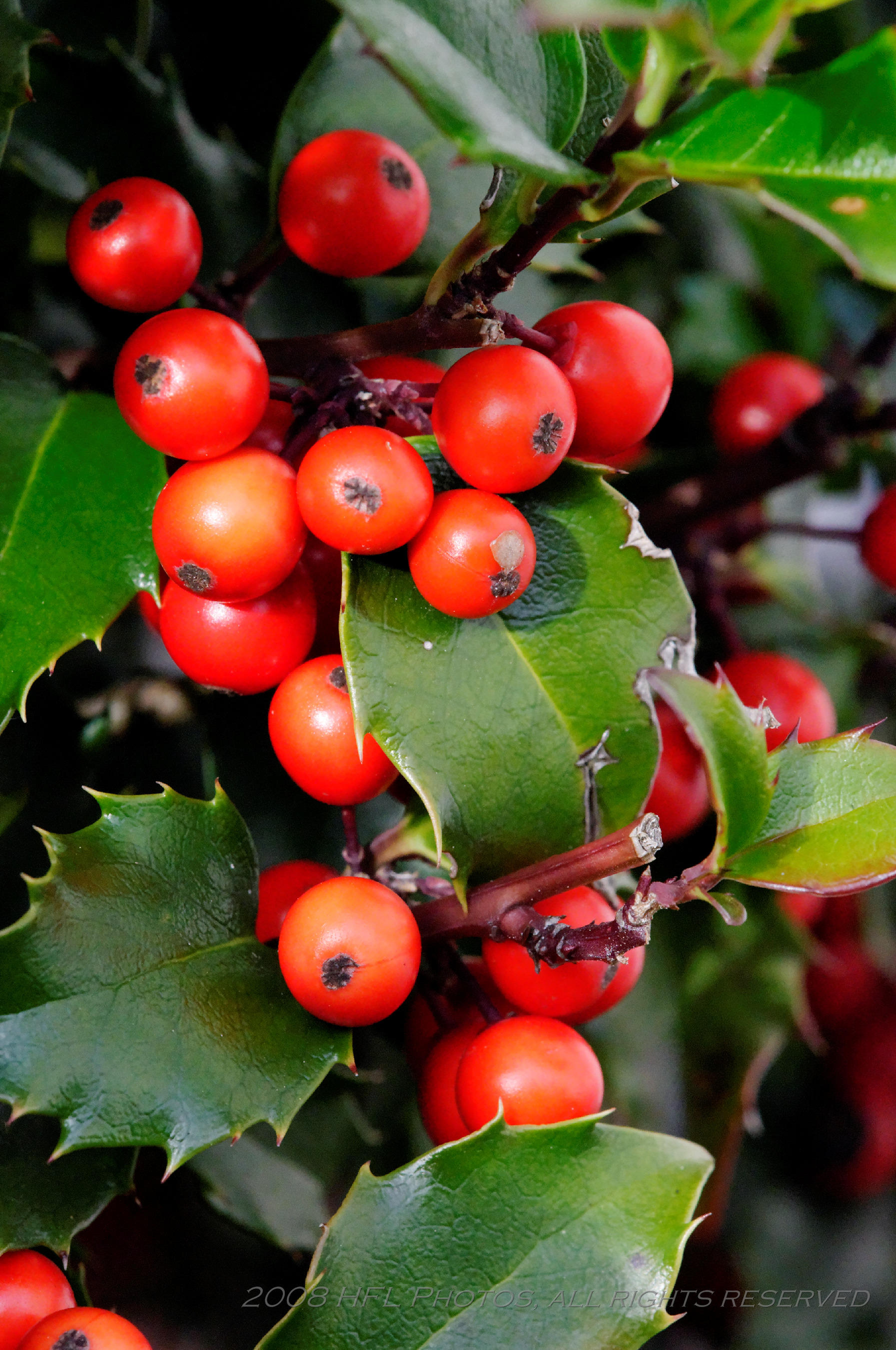 Macro of Holly Berries, D300 at ISO3200, via DxO Conversion