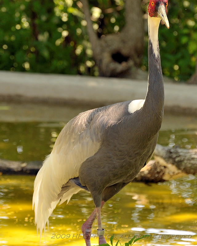 13 Audubon Zoo and River Birds.JPG