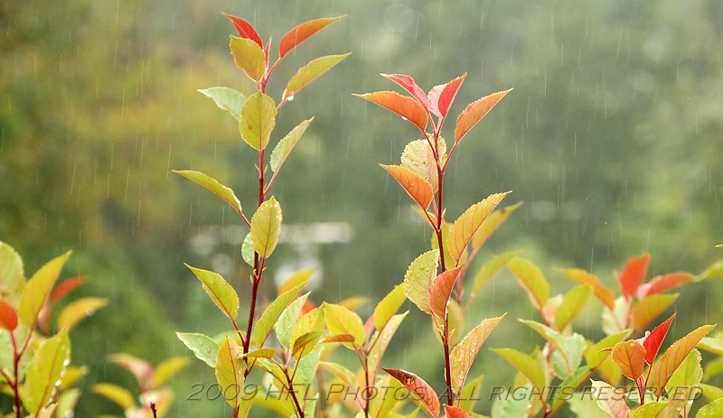 Week 39 - Rainy Day