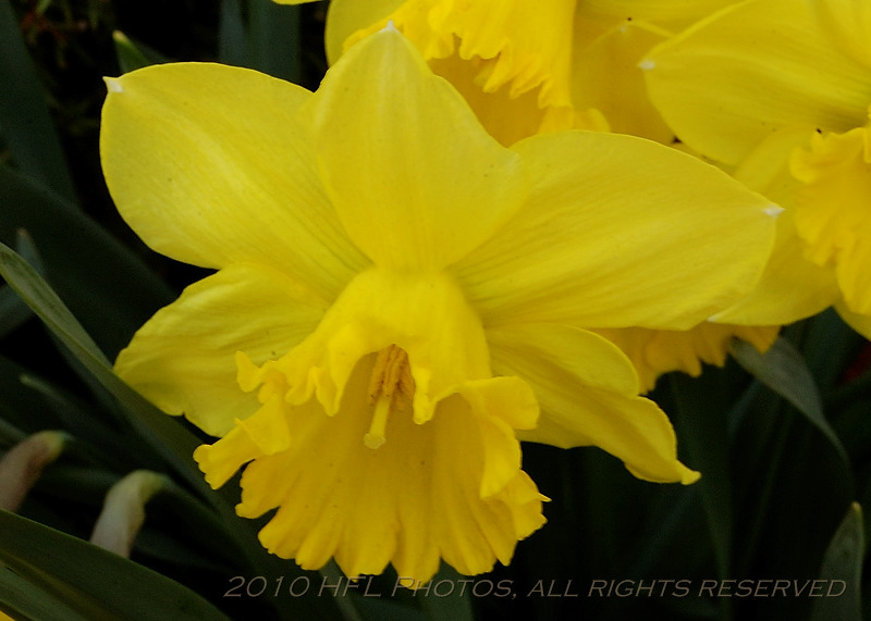 Neighbors  20100402_16 Bi-Color Dafs.JPG