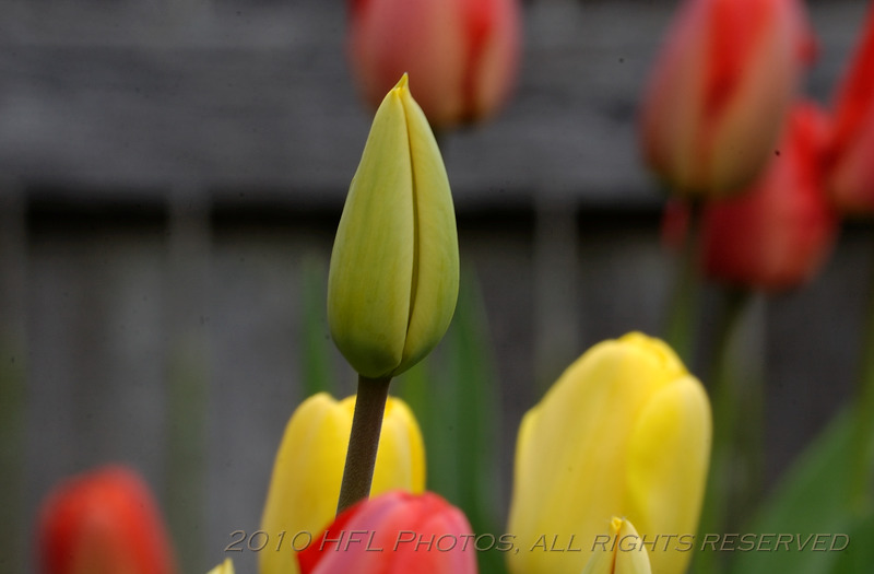 20100416_87 2nd Tulips 300mm.JPG