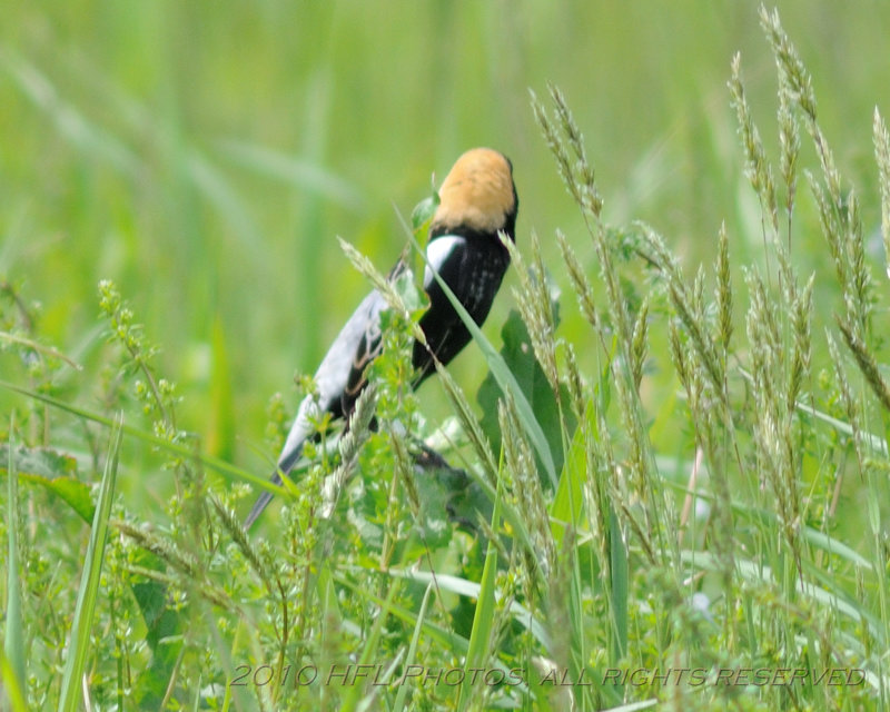 Exploring - Jeep 20100517_50 Various Birds- Male Bobolink.JPG