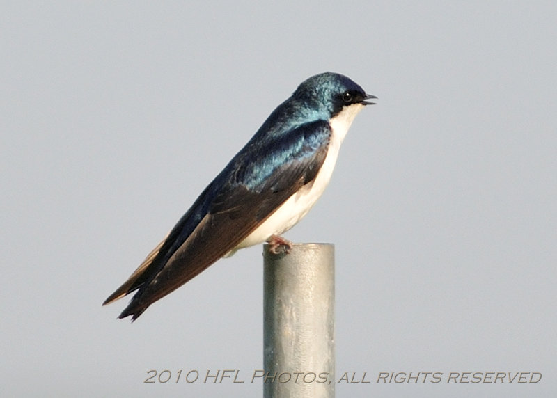 20100521_70 7am Birding.JPG