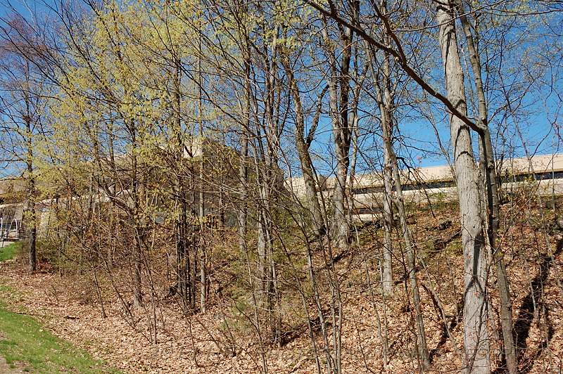 D50 Pics 20110501_17 Spring Sunday.JPG