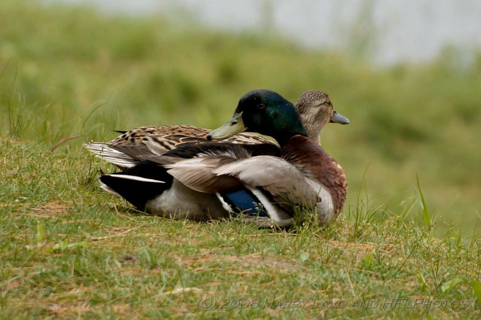 Sigma NEW APO-20080605_01_Mallard Family_DxO2_RAW.JPG