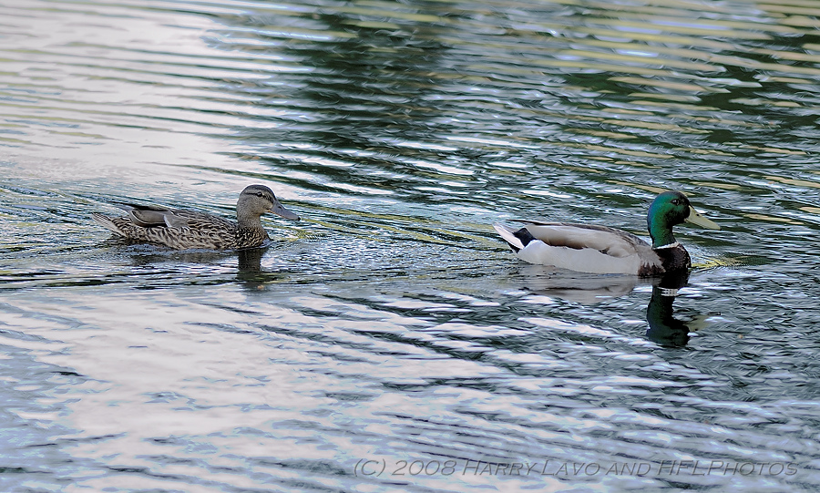 Mallard Family-20080617_04_Teenagers Now.JPG