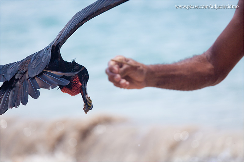 Pescador e Catria pegando sardinha