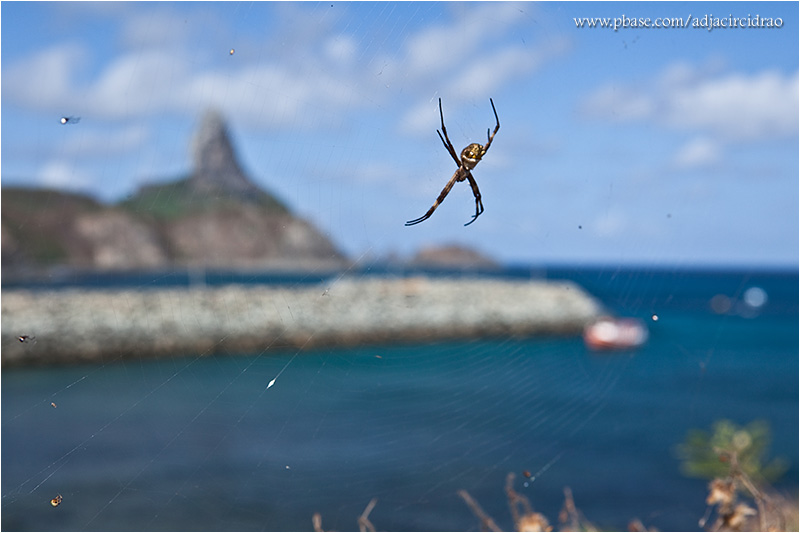 Detalhe da fauna da ilha
