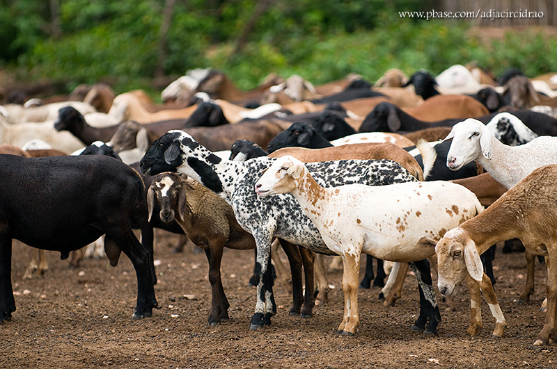 Carneiros e Ovelhas