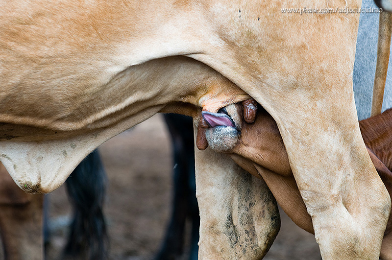 Bezerro e Vaca